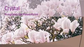  Presentation with magnolia - Cool new presentation with spring background with blooming magnolia backdrop and a  colored foreground