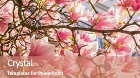  Presentation with magnolia - Audience pleasing PPT theme consisting of spring background with blooming magnolia backdrop and a  colored foreground