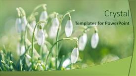  Presentation with spring - Beautiful PPT theme featuring spring-background-with-blooming-snowdrops backdrop and a mint green colored foreground
