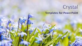  Presentation with spring - Beautiful presentation design featuring spring background with early blue flowers glory-of-the-snow and copy space for text backdrop and a sky blue colored foreground
