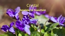  Presentation with purple spring - Slide set featuring spring-background-with-violet-under background and a tawny brown colored foreground