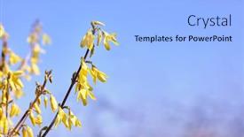  Presentation with sunny sky - Audience pleasing presentation design consisting of spring-background-with-yellow-blooming backdrop and a light blue colored foreground