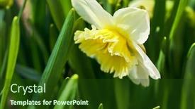  Presentation with lent - Presentation theme consisting of spring-background-with-yellow-flower background and a tawny brown colored foreground