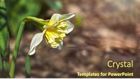  Presentation with lent - PPT theme consisting of spring-background-with-yellow-flower background and a tawny brown colored foreground