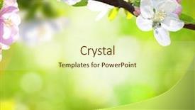  Presentation with spring - Amazing presentation design having spring background backdrop and a soft green colored foreground