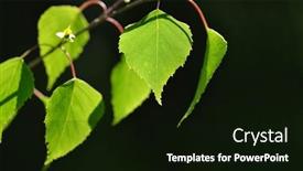  Presentation with dark green - PPT theme with spring-birch-branch-with-green background and a black colored foreground