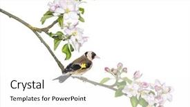  Presentation with european union flage animation - Slide set with spring bird flowers - european goldfinch carduelis carduelis perched background and a white colored foreground
