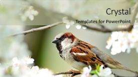  Presentation with bird sparrow - Presentation with spring bird flowers - sparrow in blooming tree background and a  colored foreground