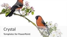  Presentation with branch - Beautiful PPT theme featuring spring birds - bullfinches perched on a blossoming backdrop and a white colored foreground