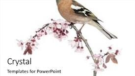  Presentation with judicial branch - Beautiful PPT theme featuring spring birds - common chaffinch perched on branch backdrop and a white colored foreground