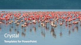  Presentation with kenya - Presentation featuring spring birds - flocks of flamingo africa kenya background and a light blue colored foreground