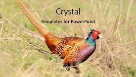  Presentation with spring - PPT theme having spring birds - male pheasant closeup with vibrant background and a  colored foreground