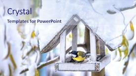  Presentation with bird - Audience pleasing theme consisting of spring birds - small bird on feedbox close backdrop and a sky blue colored foreground