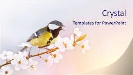  Presentation with spring - Beautiful slides featuring spring birds - small parus on twig close backdrop and a sky blue colored foreground