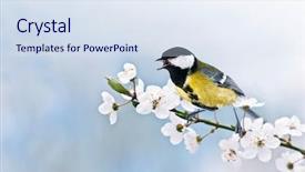  Presentation with birds - Slides featuring spring birds - small parus on twig close background and a sky blue colored foreground