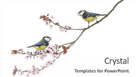  Presentation with branch - Slide deck featuring spring birds - two blue tits whistling background and a white colored foreground
