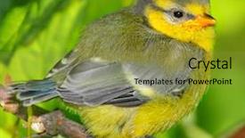  Presentation with lens - Presentation design having spring birds - young blue tit cyanistes caeruleus background and a gold colored foreground