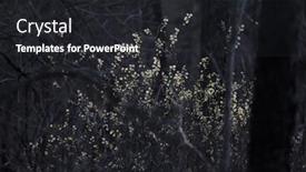  Presentation with bloom - Beautiful theme featuring spring-bloom-in-the-middle backdrop and a dark gray colored foreground