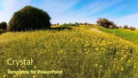  Presentation with sun desert - Presentation enhanced with spring-bloom-of-the-negev background and a tawny brown colored foreground