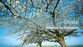  Presentation with spring tree - Slides consisting of spring-blooming-apple-tree background and a seafoam green colored foreground