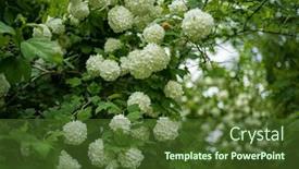  Presentation with spring tree - Presentation theme enhanced with spring-blooming-guelder-rose-tree background and a tawny brown colored foreground