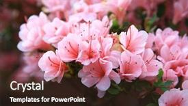  Presentation with spring - Colorful presentation theme enhanced with spring blooming in the garden backdrop and a  colored foreground