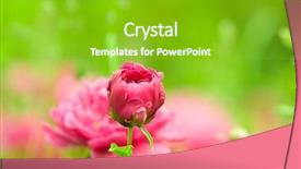  Presentation with spring - Presentation theme consisting of spring blooming in the garden background and a shamrock green colored foreground