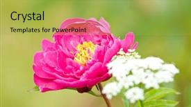  Presentation with groundwater spring - PPT layouts consisting of spring blooming in the garden background and a  colored foreground