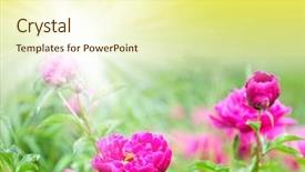  Presentation with eden - Presentation theme featuring spring blooming in the garden background and a  colored foreground