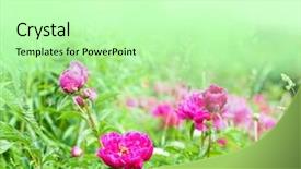  Presentation with spring - Slide set consisting of spring blooming in the garden background and a mint green colored foreground