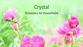  Presentation with floral spring frames - Cool new presentation theme with spring blooming in the garden backdrop and a  colored foreground