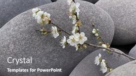  Presentation with sakura - Presentation theme having spring-blooming-sakura-cherry-flowers background and a gray colored foreground