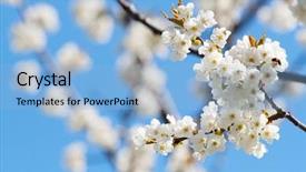  Presentation with branch - Audience pleasing PPT layouts consisting of spring blooming sakura cherry flowers backdrop and a light blue colored foreground