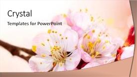  Presentation with apricot - Slide deck with spring blossom apricot flowers border background and a pink colored foreground