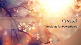 Presentation with beautiful nature - Slides featuring flare sunny day spring flower background and a coral colored foreground