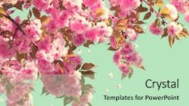  Presentation with blurred flowers - Presentation design consisting of spring blossom background beautiful nature background and a soft green colored foreground