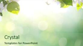 Presentation with spring - Theme enhanced with spring blossom background background and a soft green colored foreground