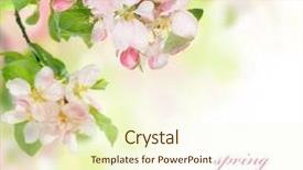  Presentation with flowers border - Slides with spring blossom border background and a cream colored foreground