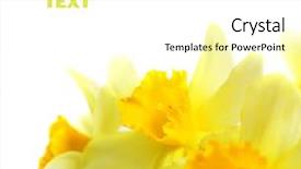  Presentation with daffodil - PPT theme with spring blossom daffodil isolated background and a white colored foreground