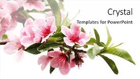  Presentation with spring - Cool new presentation theme with spring blossom isolated on white backdrop and a white colored foreground