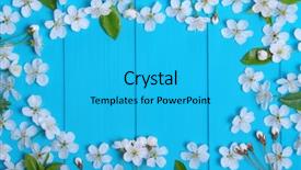  Presentation with spring - Amazing presentation theme having spring blossom on blue wood backdrop and a cyan colored foreground