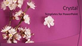  Presentation with spring - PPT theme enhanced with spring blossom over pink background background and a coral colored foreground
