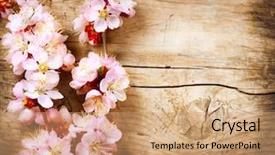  Presentation with spring - Presentation with spring blossom over wood background background and a coral colored foreground