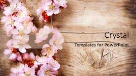  Presentation with spring - Cool new slide set with spring blossom over wood background backdrop and a coral colored foreground