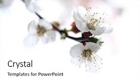  Presentation with spring - Slides enhanced with spring blossom background and a white colored foreground