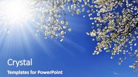  Presentation with cherry - Theme with spring blossoms - blooming cherry tree background and a teal colored foreground