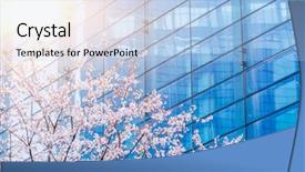  Presentation with apple trees are blooming pink - Amazing PPT theme having spring blossoms - blooming cherry trees in front backdrop and a light blue colored foreground