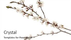  Presentation with fruit tree - Presentation design enhanced with spring blossoms - branches of blooming fruit tree background and a white colored foreground