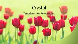  Presentation with heart of flowers - Colorful slides enhanced with spring blossoms - garden with tulip flowers backdrop and a blonde colored foreground