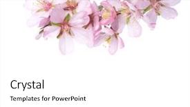  Presentation with monarch butterfly isolated on white - Beautiful slide deck featuring spring blossoms - peach in blossom isolated backdrop and a white colored foreground